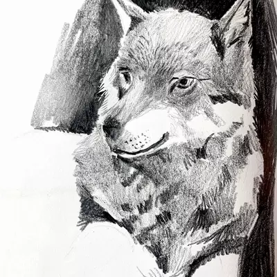 a detailed pencil drawing of a wolf, wolf illustration , wolf book illustration